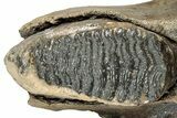 Woolly Mammoth Jaw Section w/ Molars - North Sea #298454-2